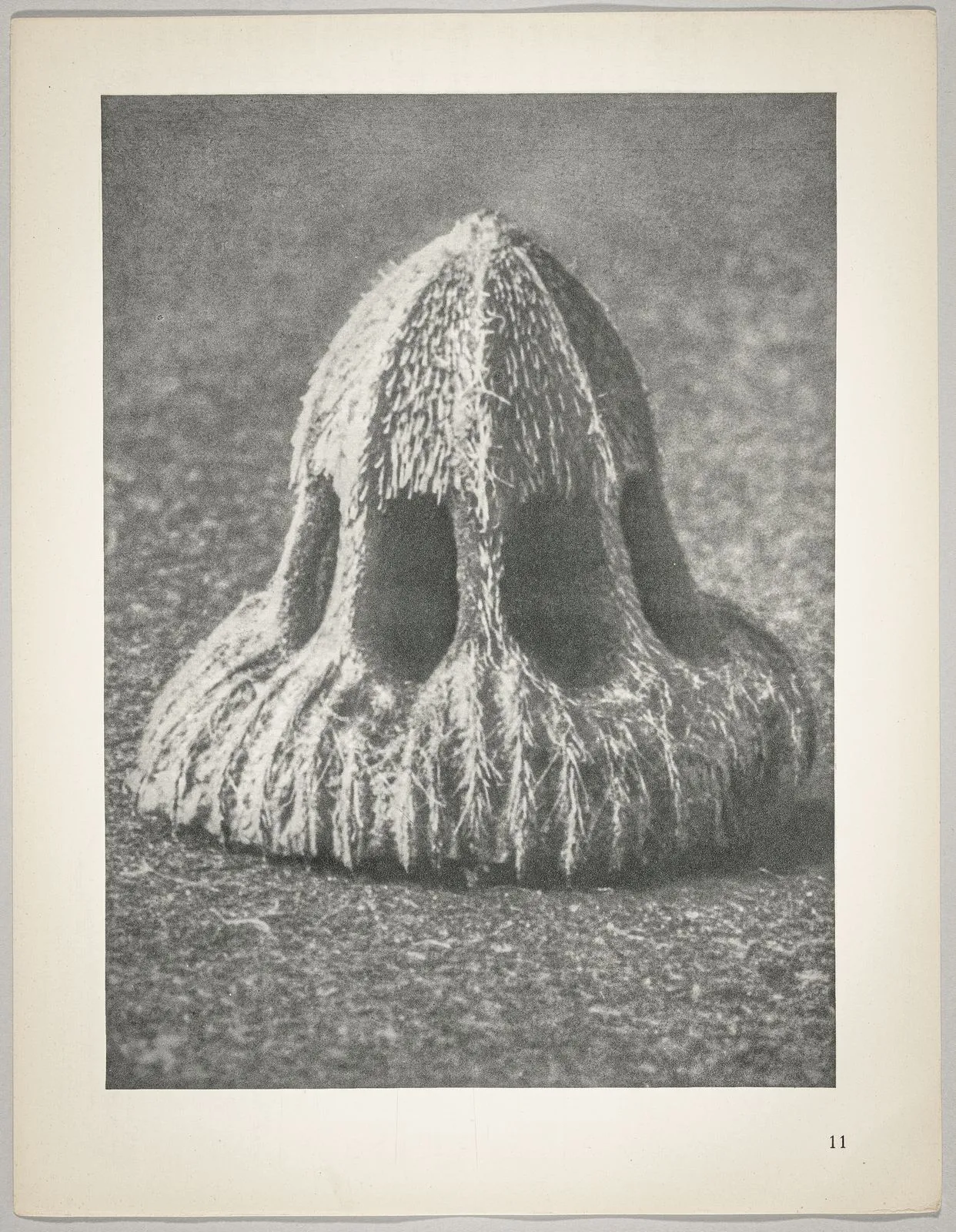 Callistemma brachiatum