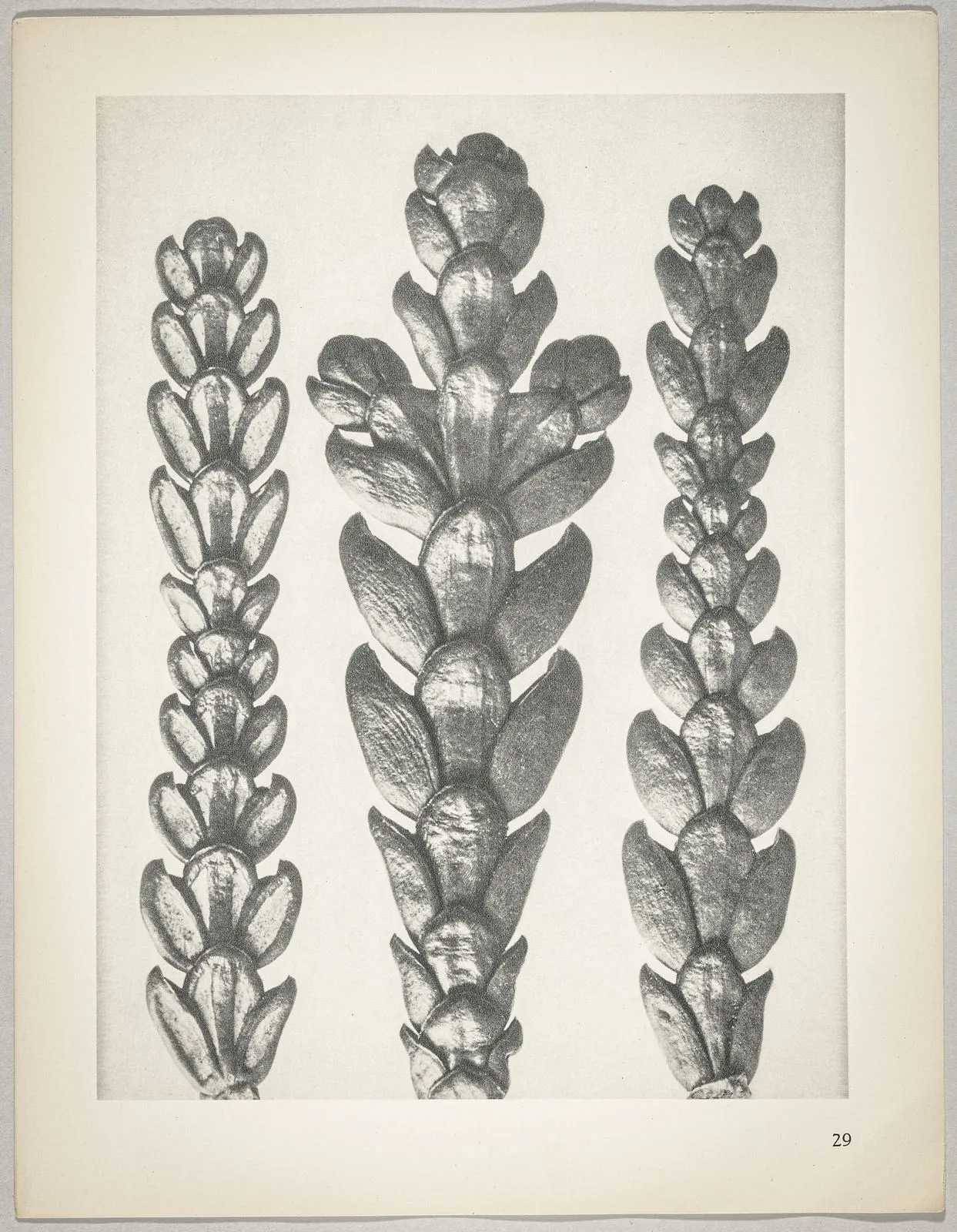 Thujopsis dolabrata
