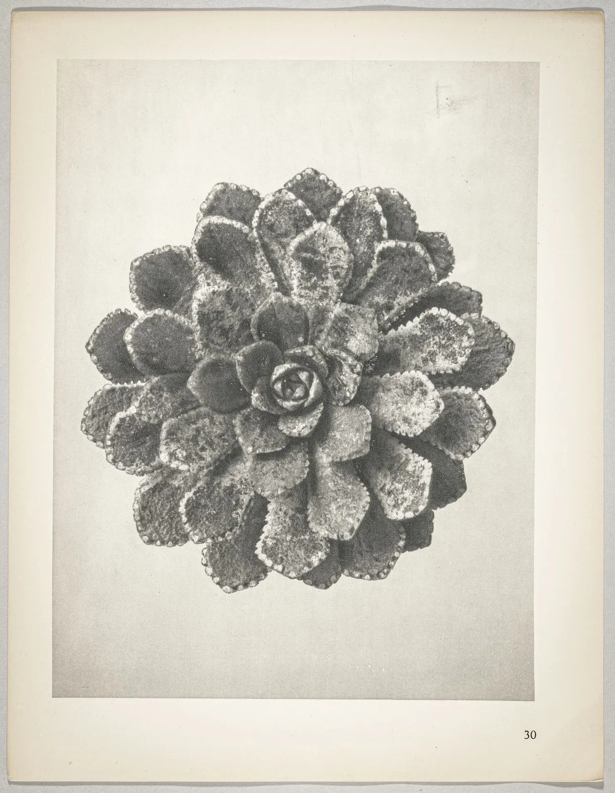 Saxifraga aizoon