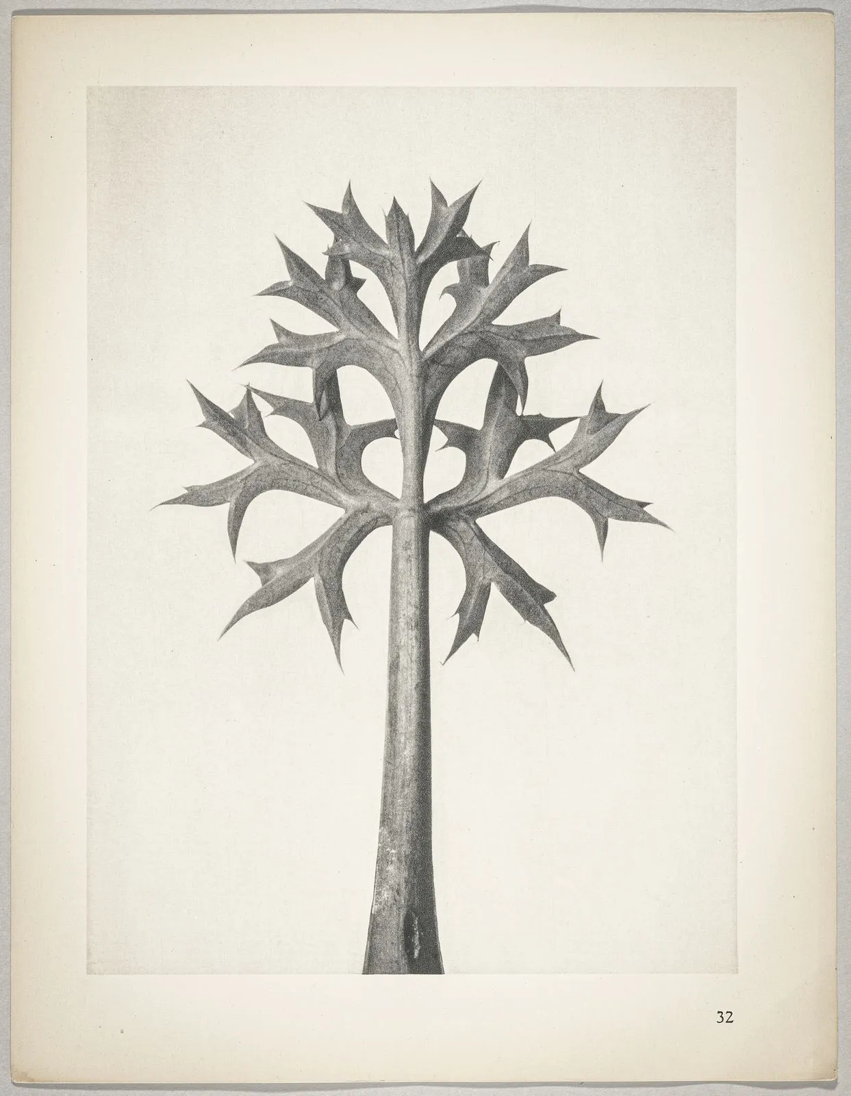 Eryngium Bourgatii