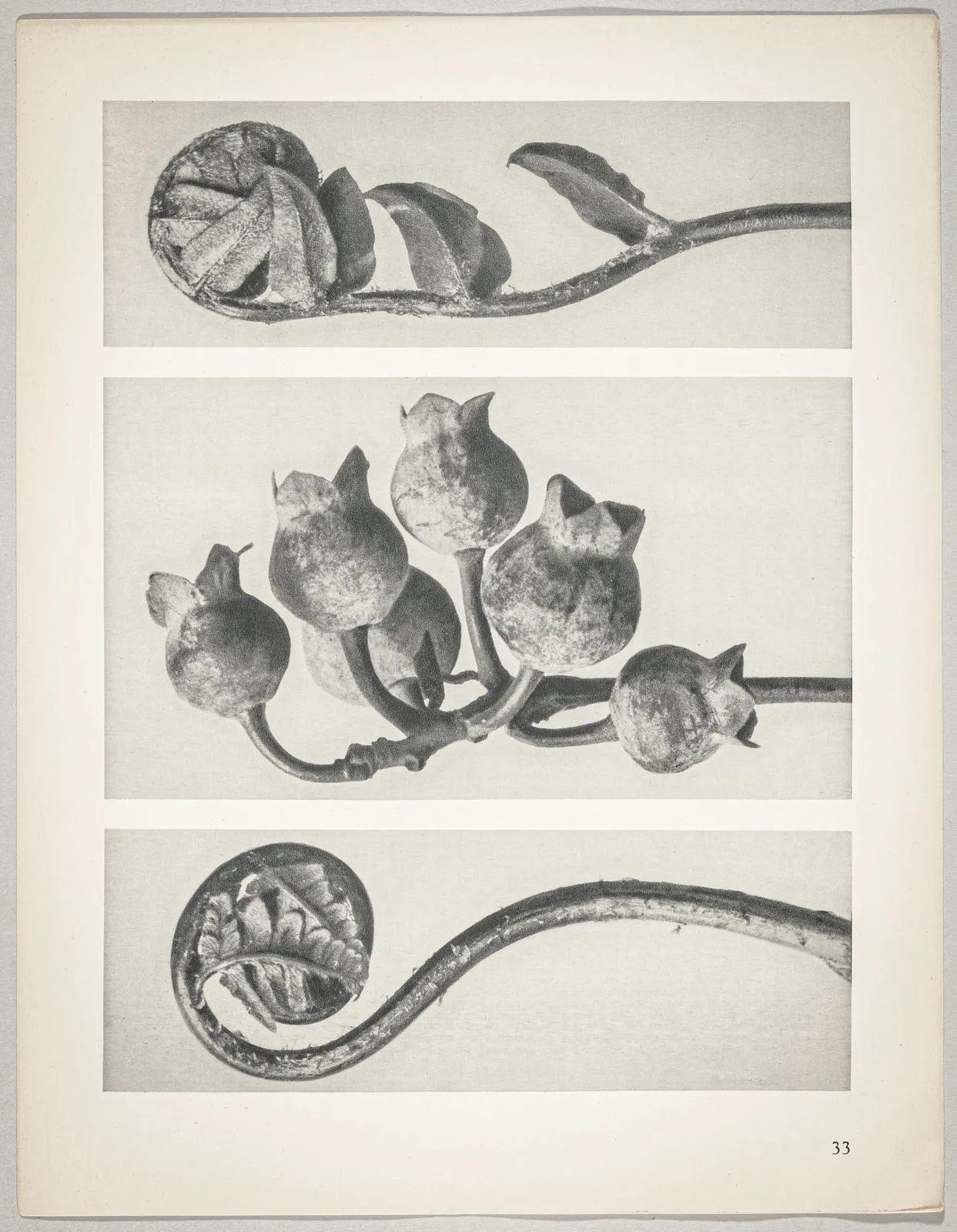 a Polypodiaceae Aspidieae; b Vaccinium corymbosum; c Polystichum falcatum