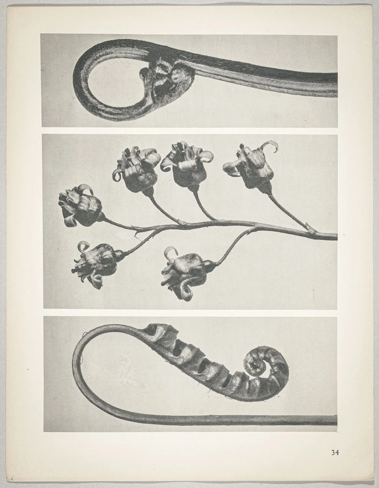 a Polypodium vulgare; b Ribes nigrum; c Pteridium aquilinum