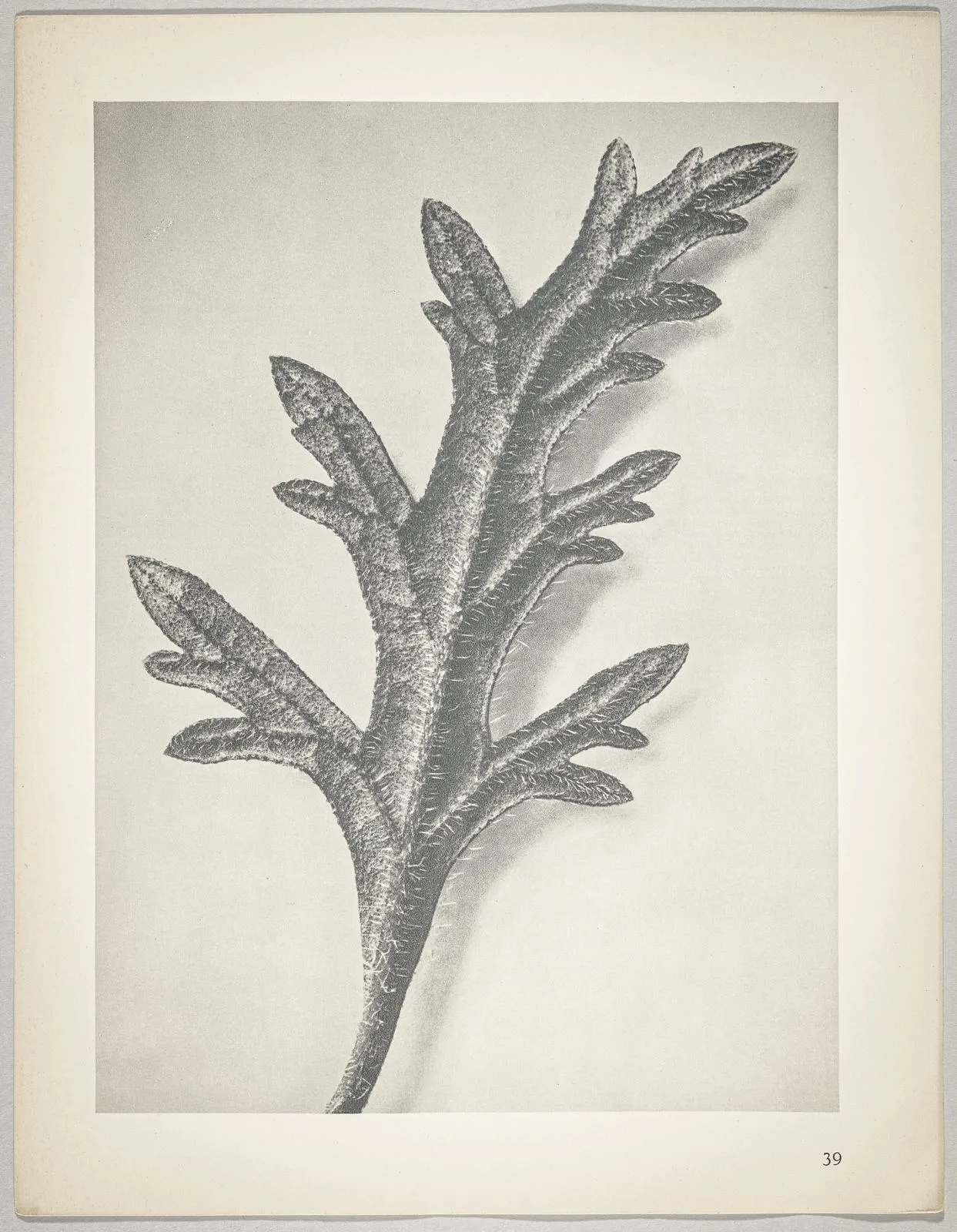Verbena canadensis
