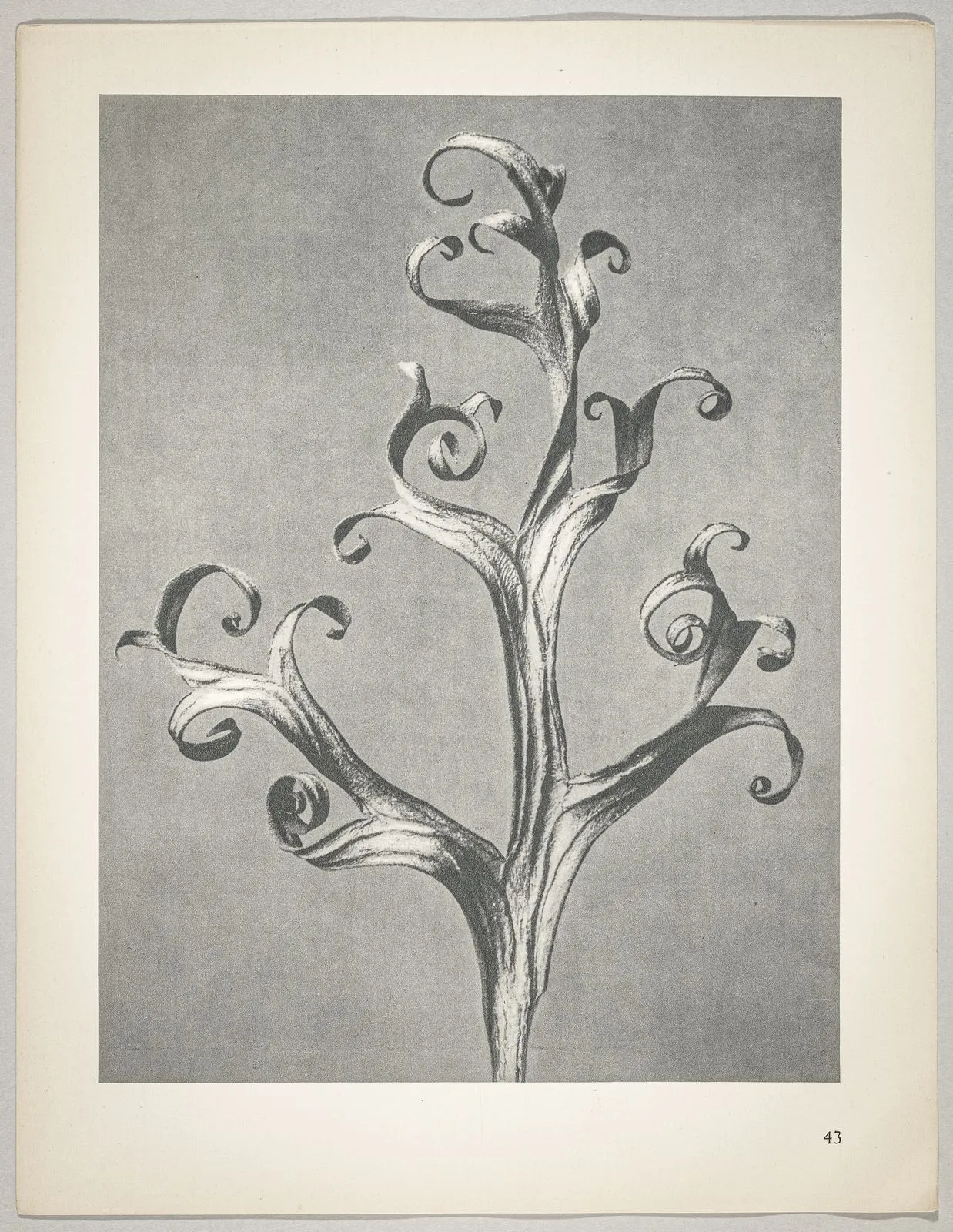 Delphinium