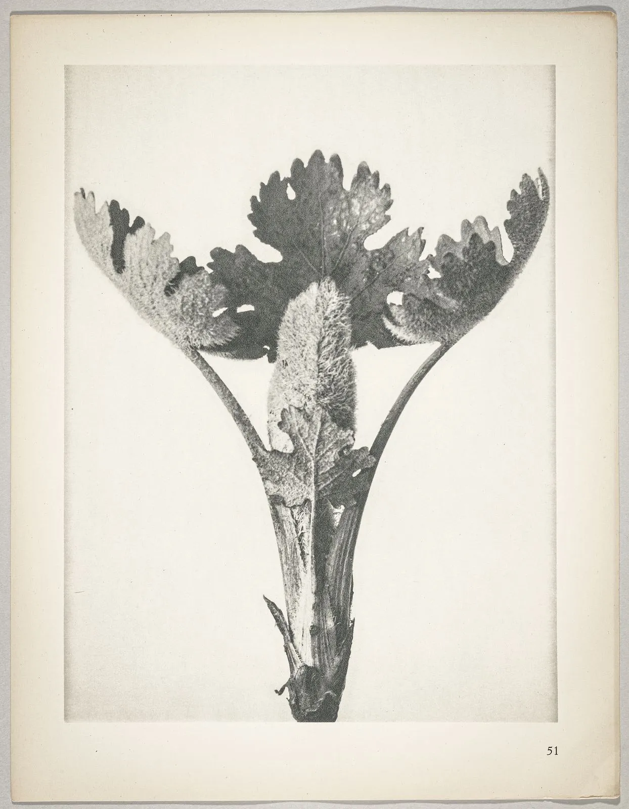 Macleya cordata