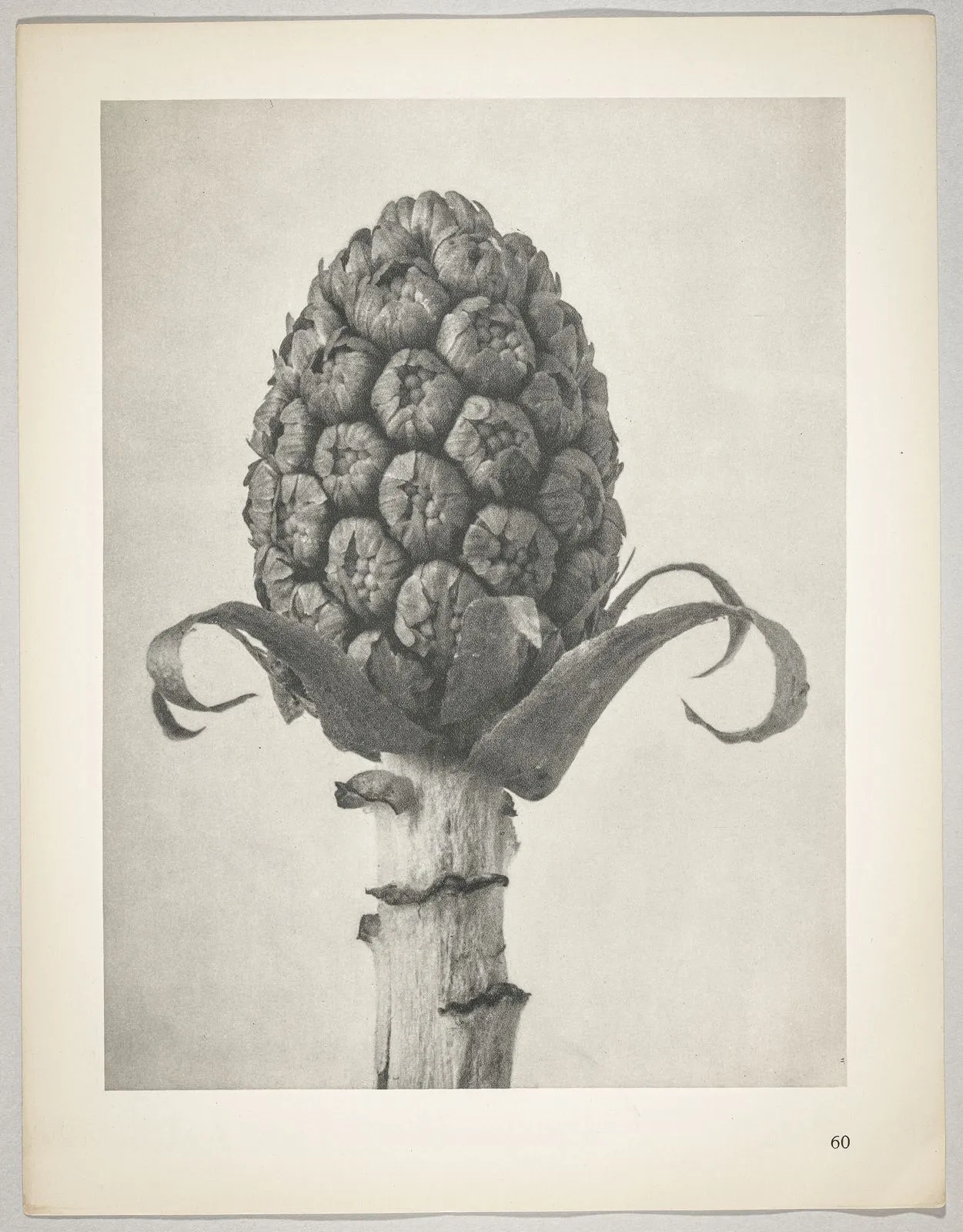 Petasites officinalis