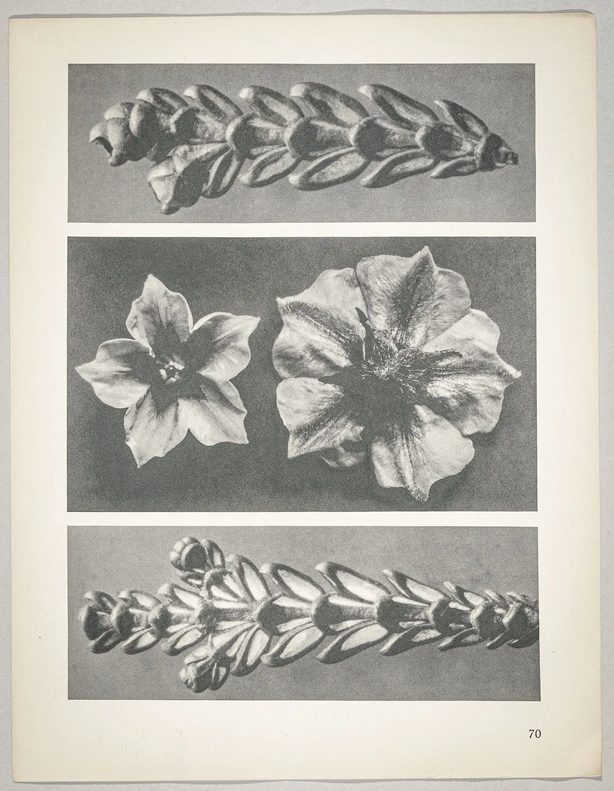 a u. c Thujopsis dolabrata; b Solanum tuberosum