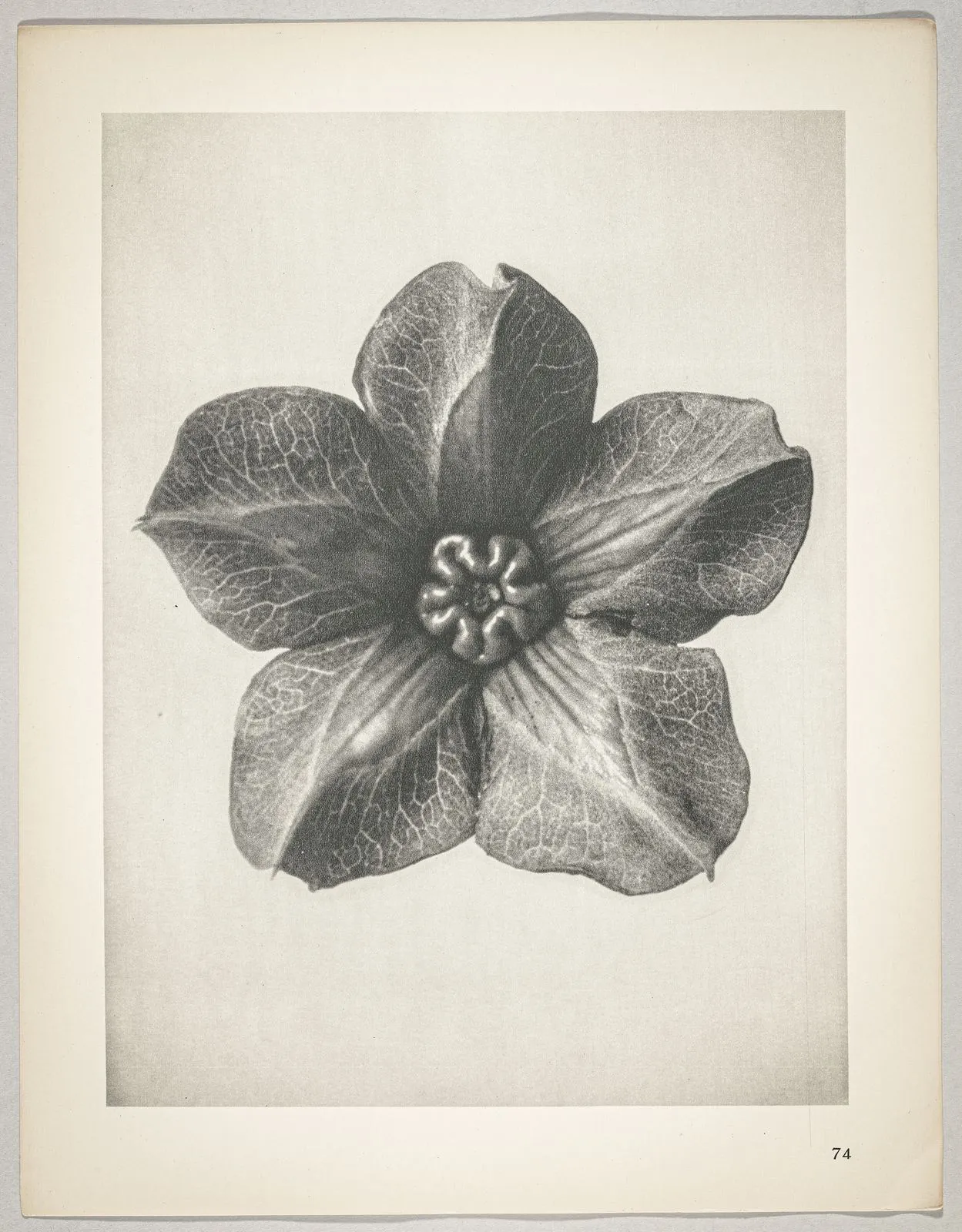 Cobaea scandens