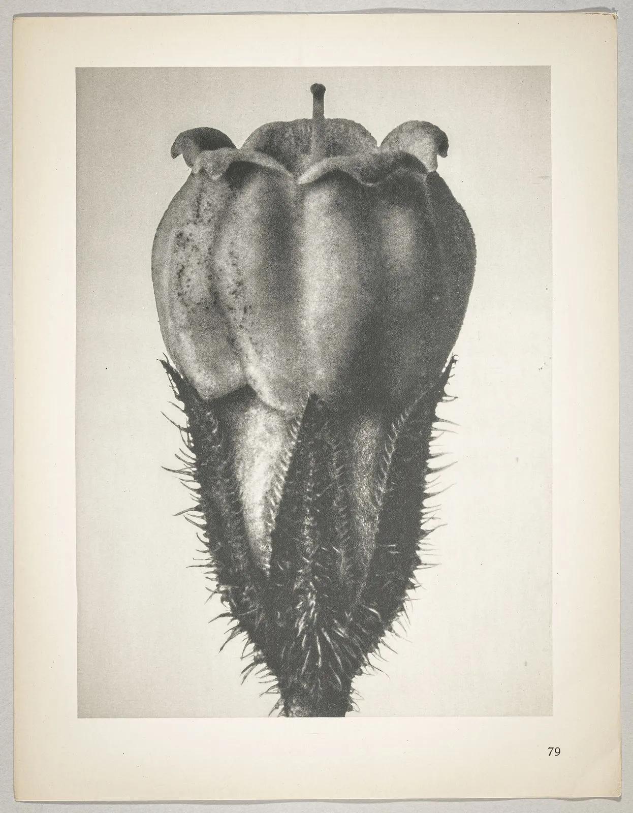 Symphytum officinale