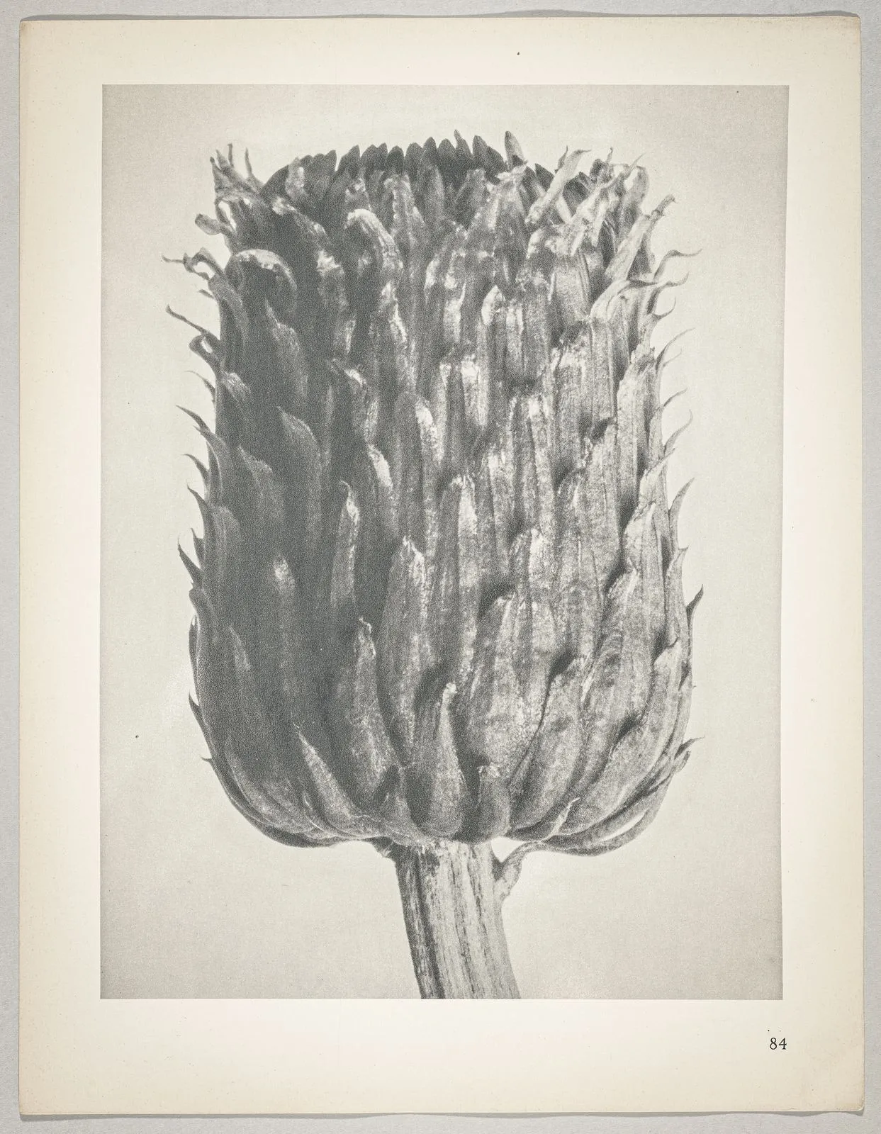 Cirsium canum