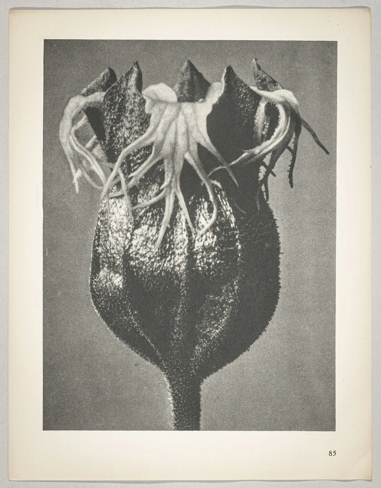 Tellima grandiflora