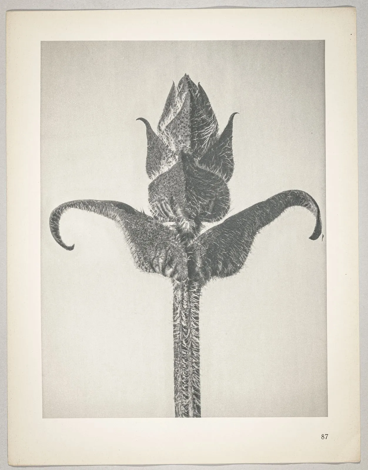 Brunella grandiflora