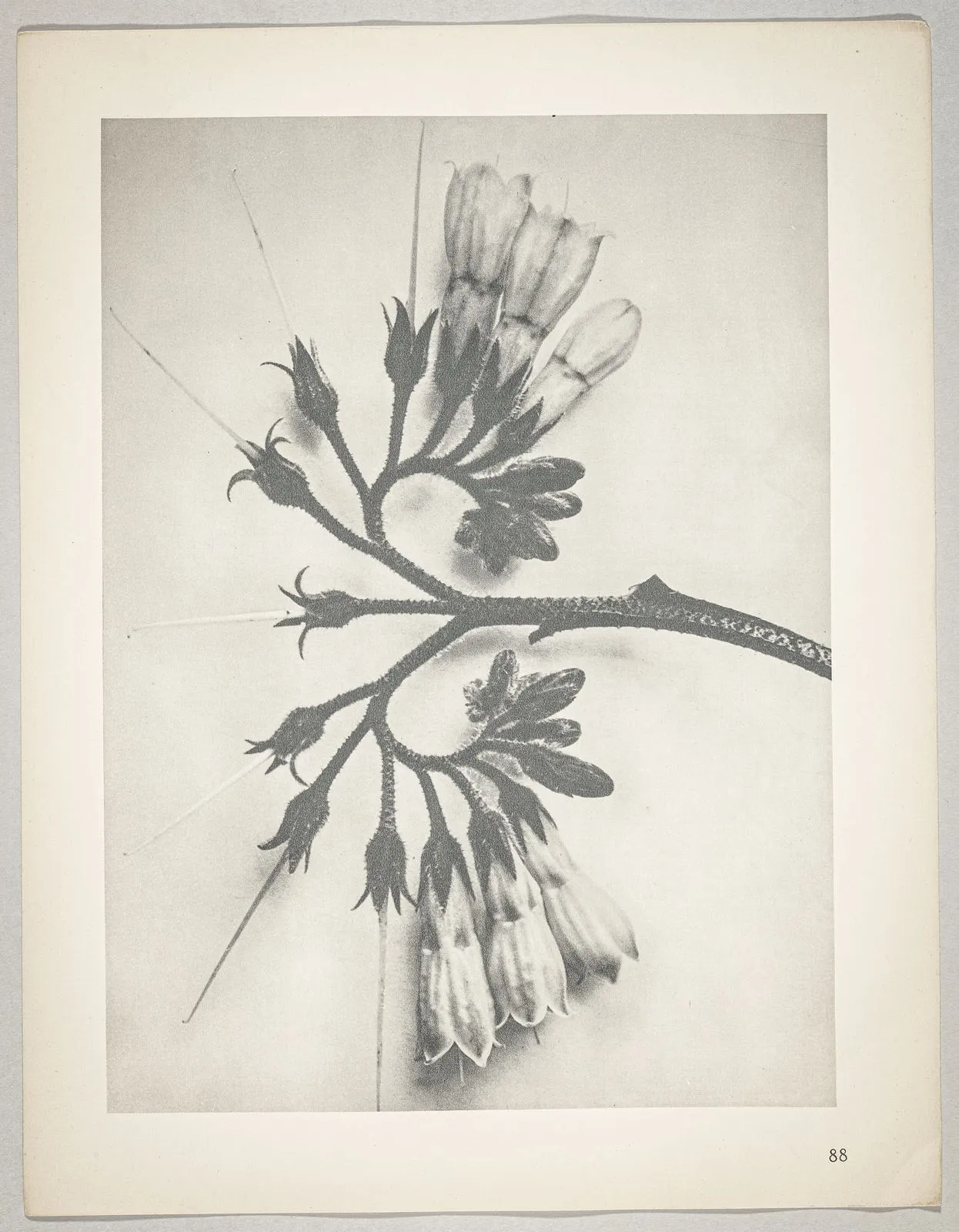 Symphytum officinale