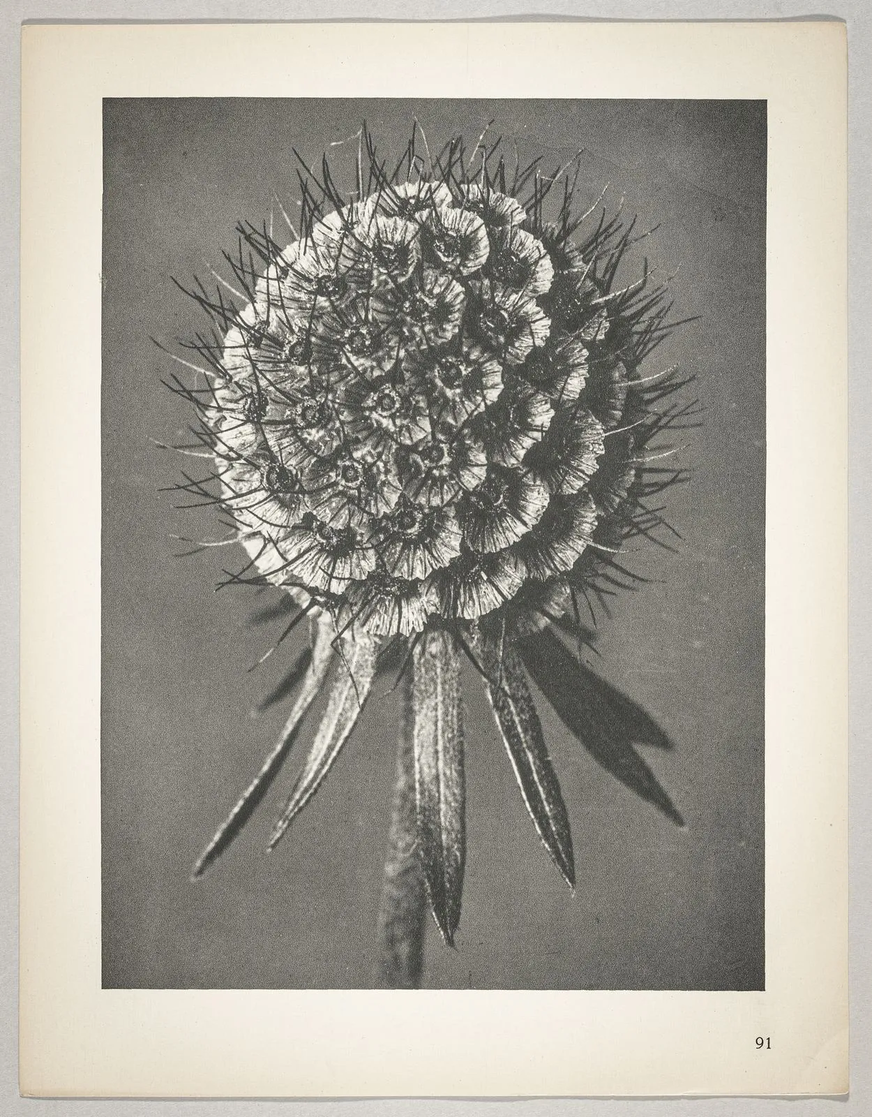 Scabiosa columbaria
