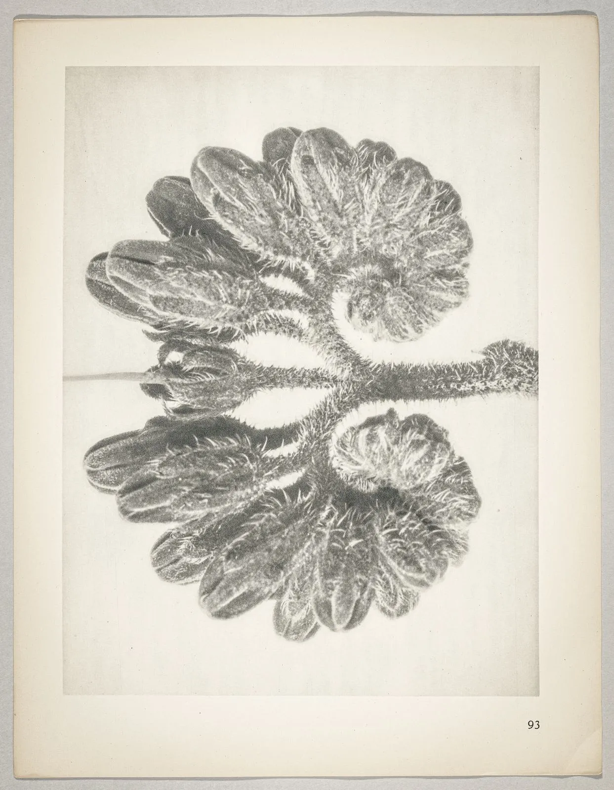 Symphytum officianale