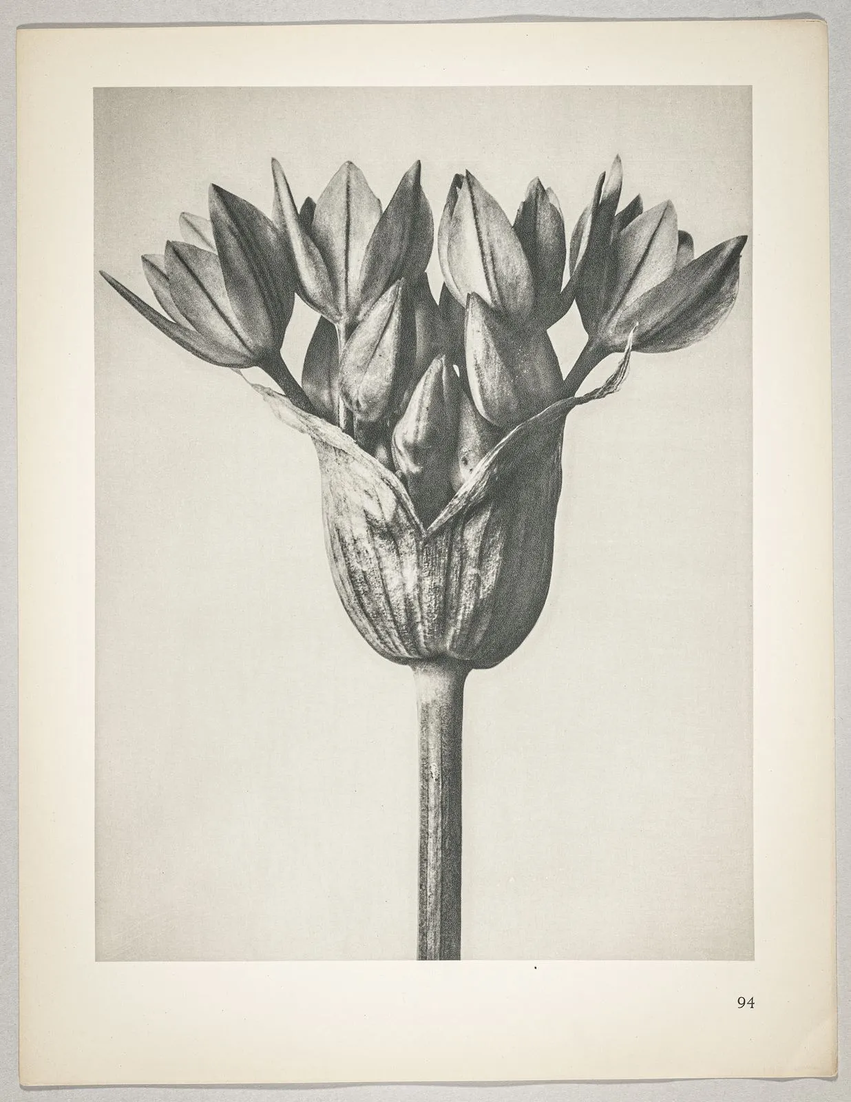 Allium Ostronoskianum