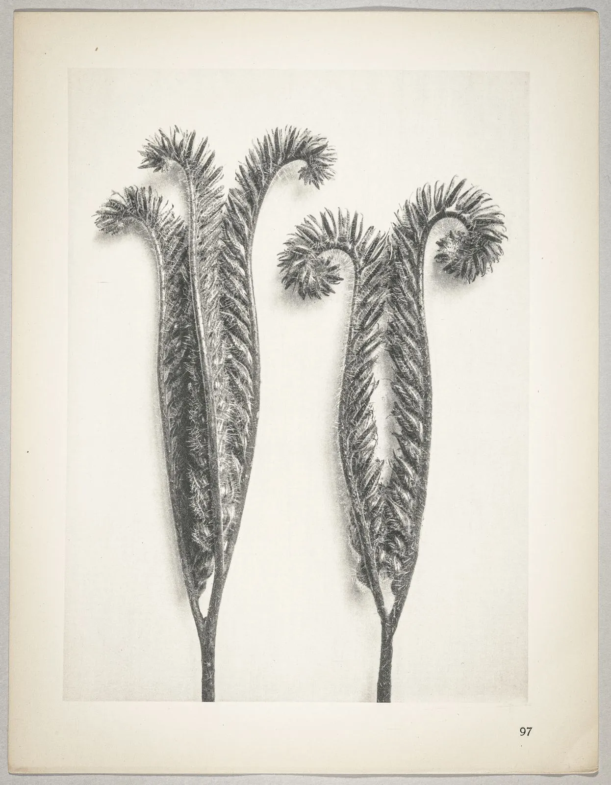 Phacelia tanacetifolia