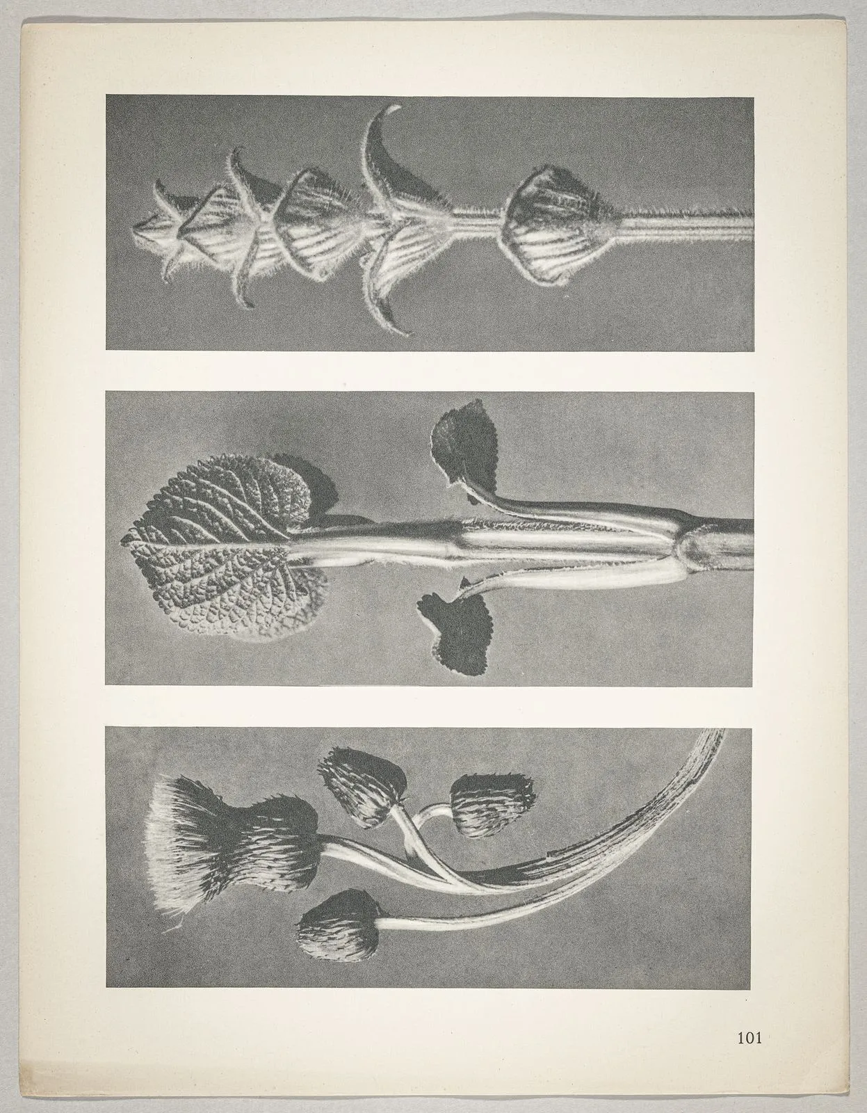a Cirsium canum; b Phlomis umbrosa; c salvia