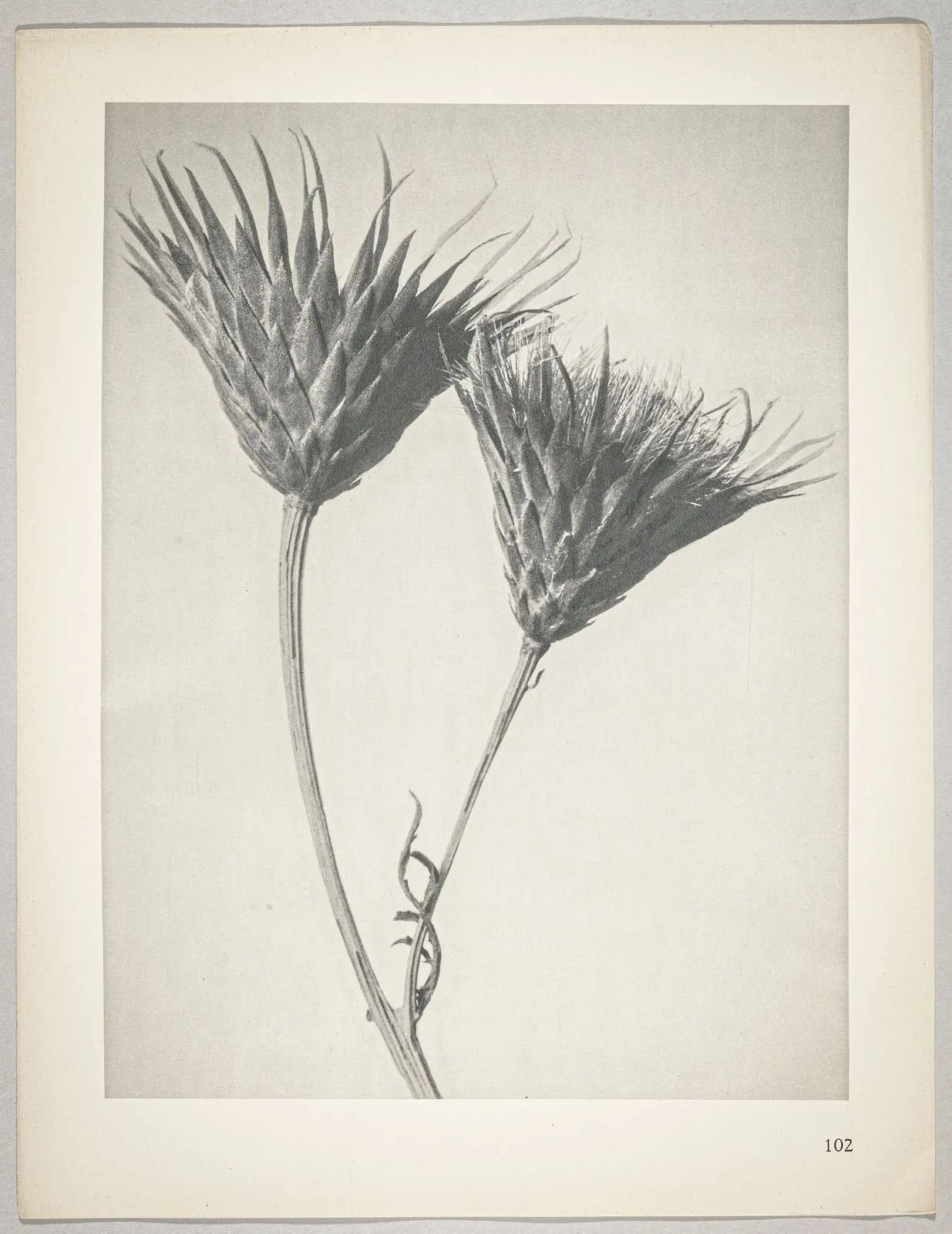 Serratula nudicaulis