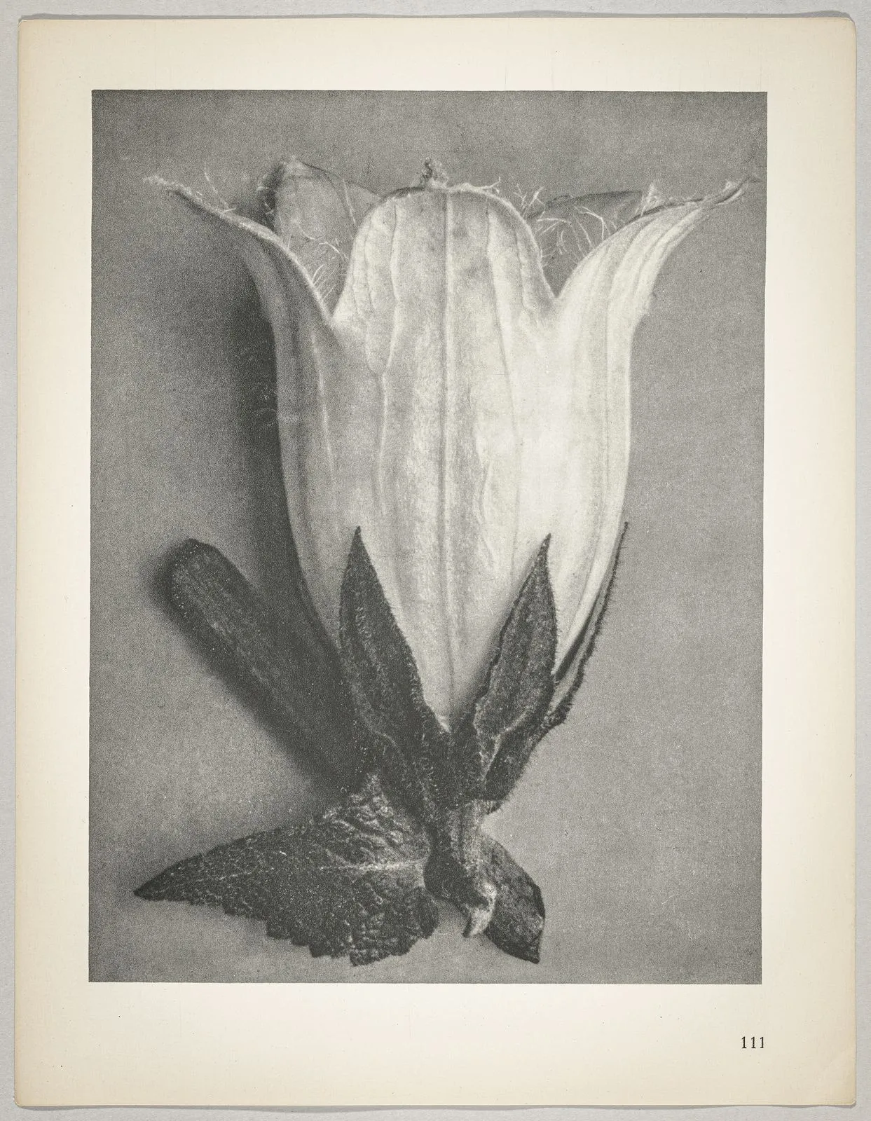 Campanula alliarüfolia