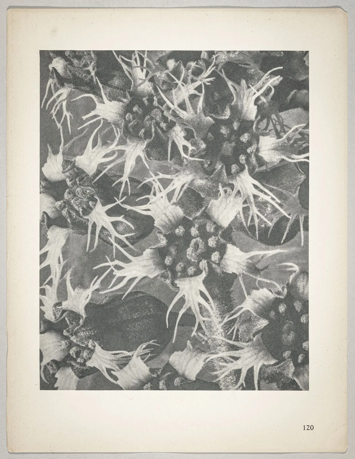 Tellima grandiflora